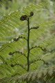 fougere arborescente