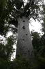 Tane Mahuta, Kauri